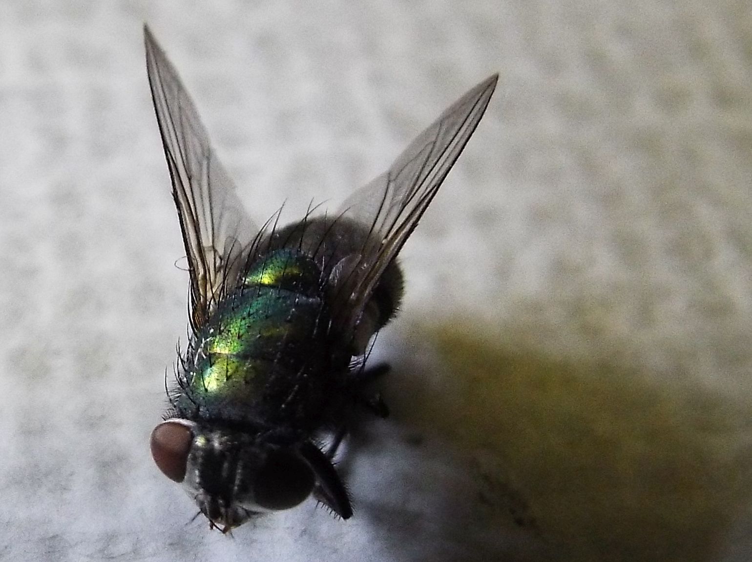 Lucilia sp. femmina del gruppo sericata (Calliphoridae)